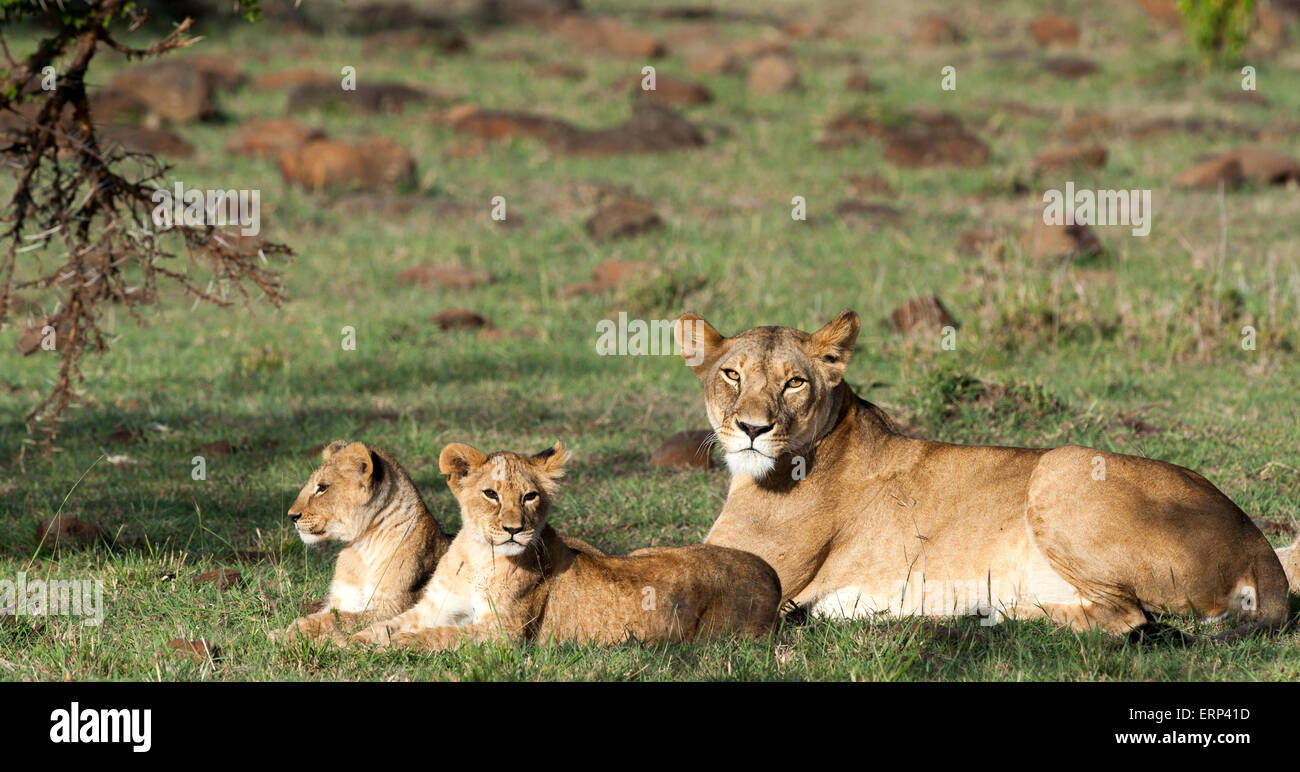 Hembra adulta y cachorros de león (Panthera leo) Mara conservancy Naboisho África Kenia Foto de stock