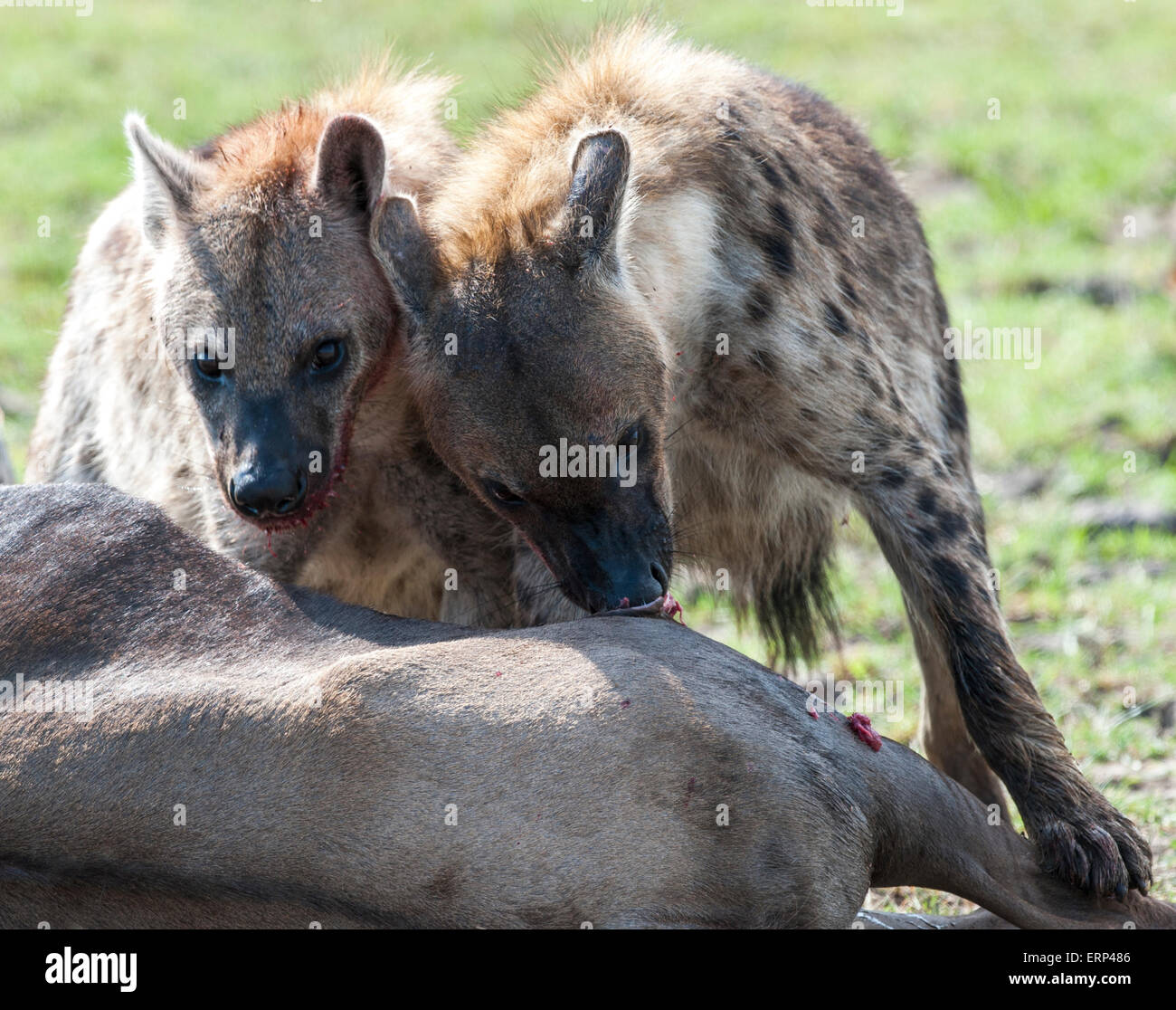 Visto riendo fotografías e imágenes de alta resolución - Alamy