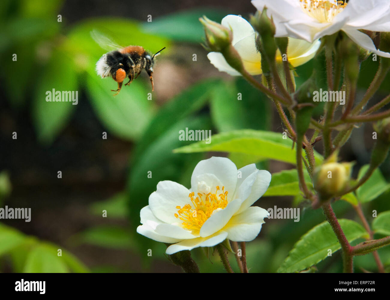 Bumble Bee en vuelo sobrevolando una flor blanca abierta preparando para recolectar el polen Foto de stock