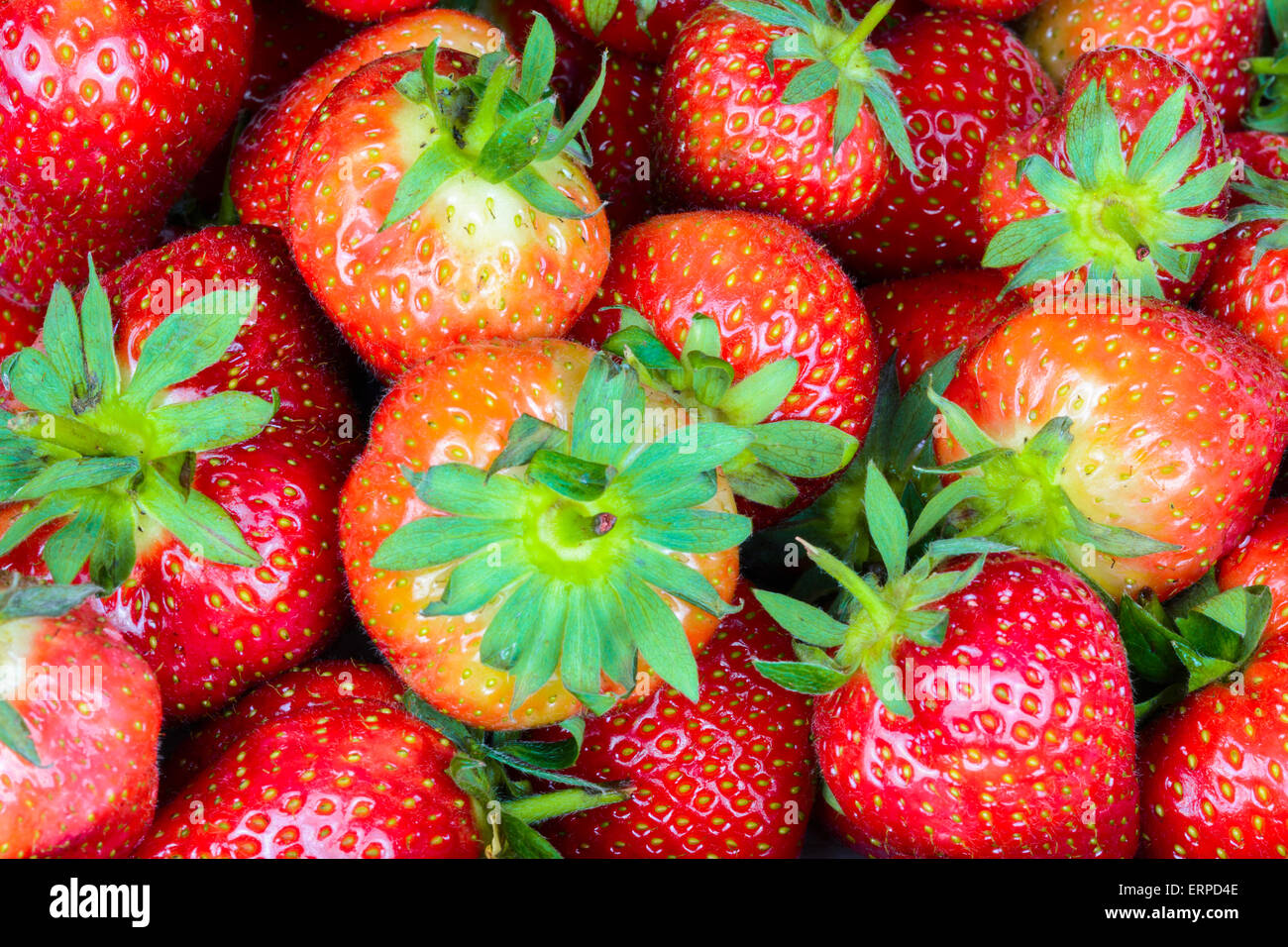 Tamaños mezclados de maduras fresas en inglés. Foto de stock