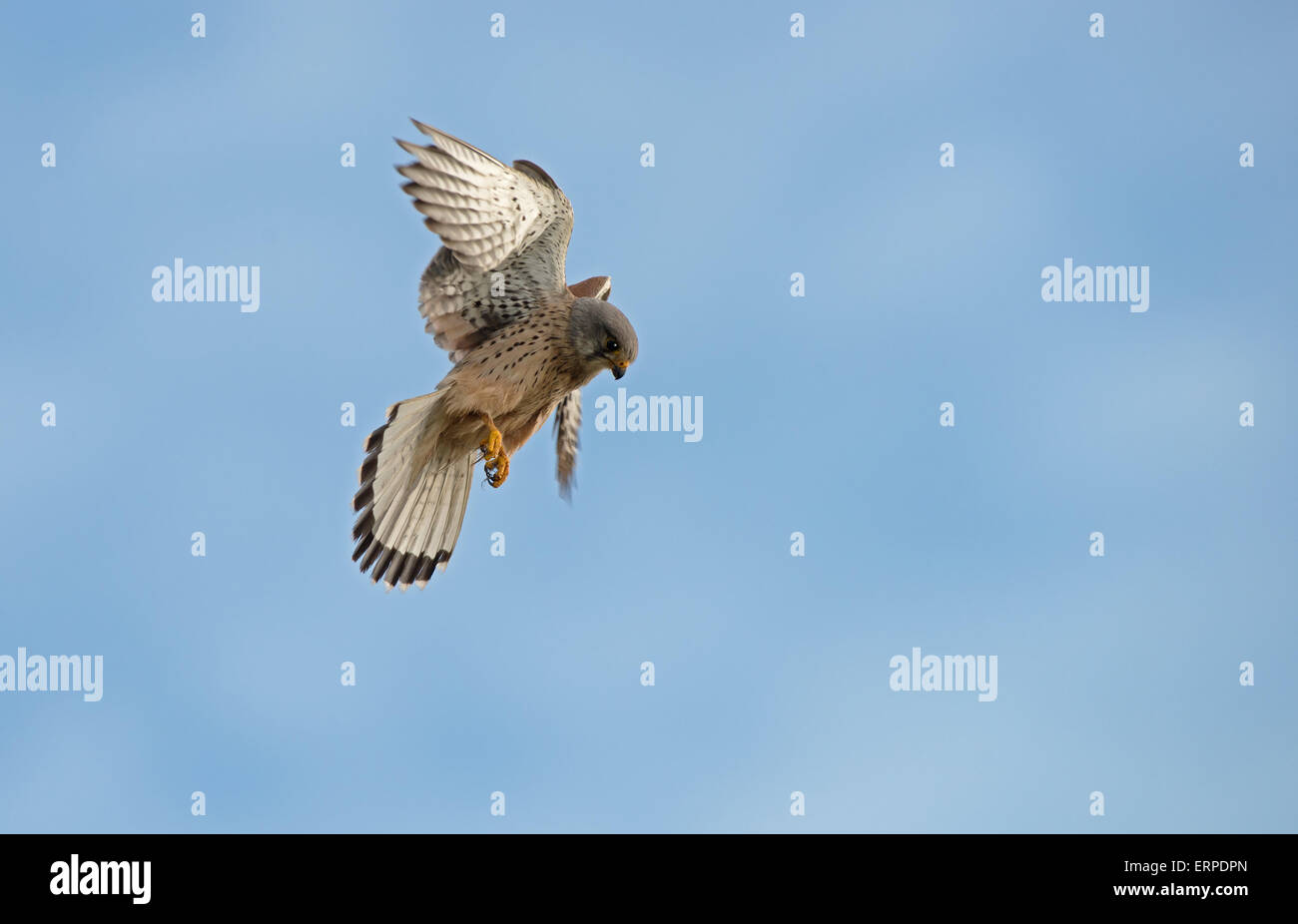 Cernícalo macho, Falco tinnunculus-activables. La primavera. Uk Foto de stock