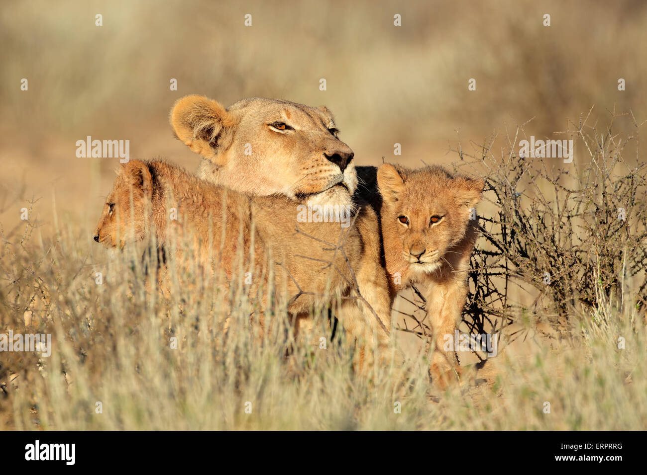 Leona con cachorros de león (Panthera leo), el desierto de Kalahari, Sudáfrica Foto de stock
