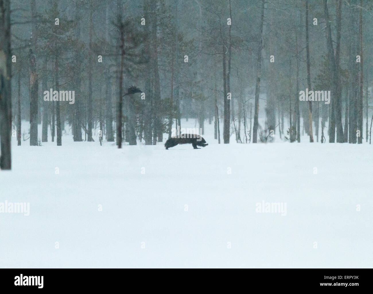 Lobezno, el Gulo gulo, en paisaje invernal con la nieve caída en Kuhmo, Finlandia Foto de stock