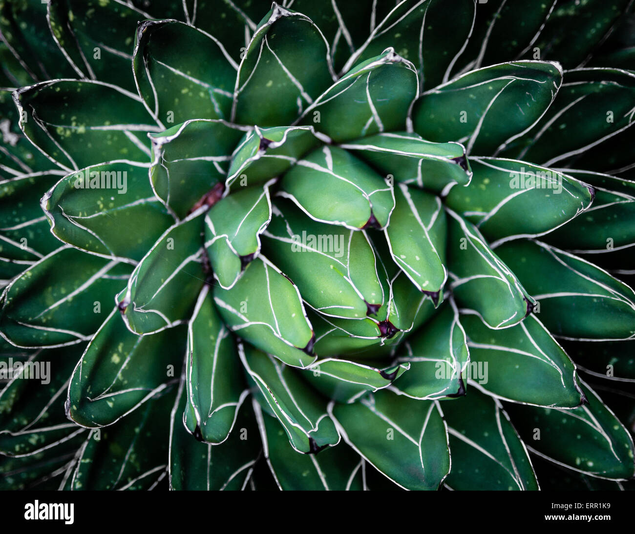 Una planta grasa desde el lado superior, revelando un hermoso efecto de textura Foto de stock