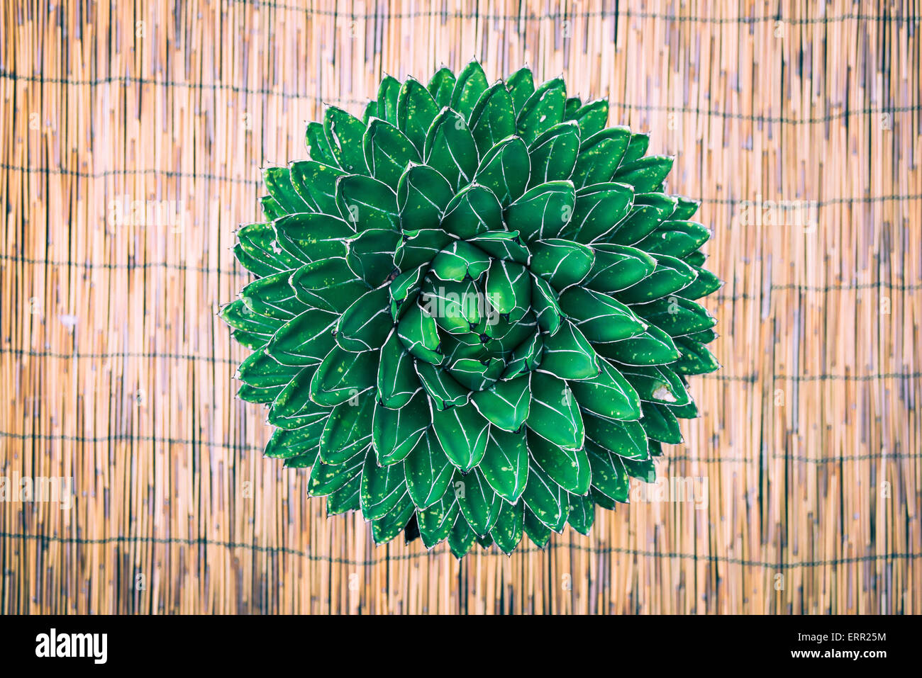 Una planta grasa desde el lado superior, revelando un hermoso efecto de textura Foto de stock