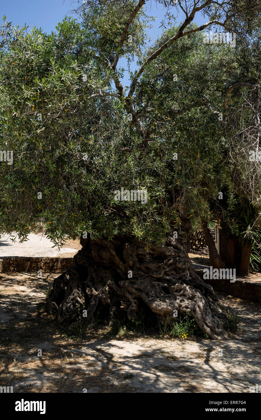 El olivo mas antiguo fotografías e imágenes de alta resolución Página