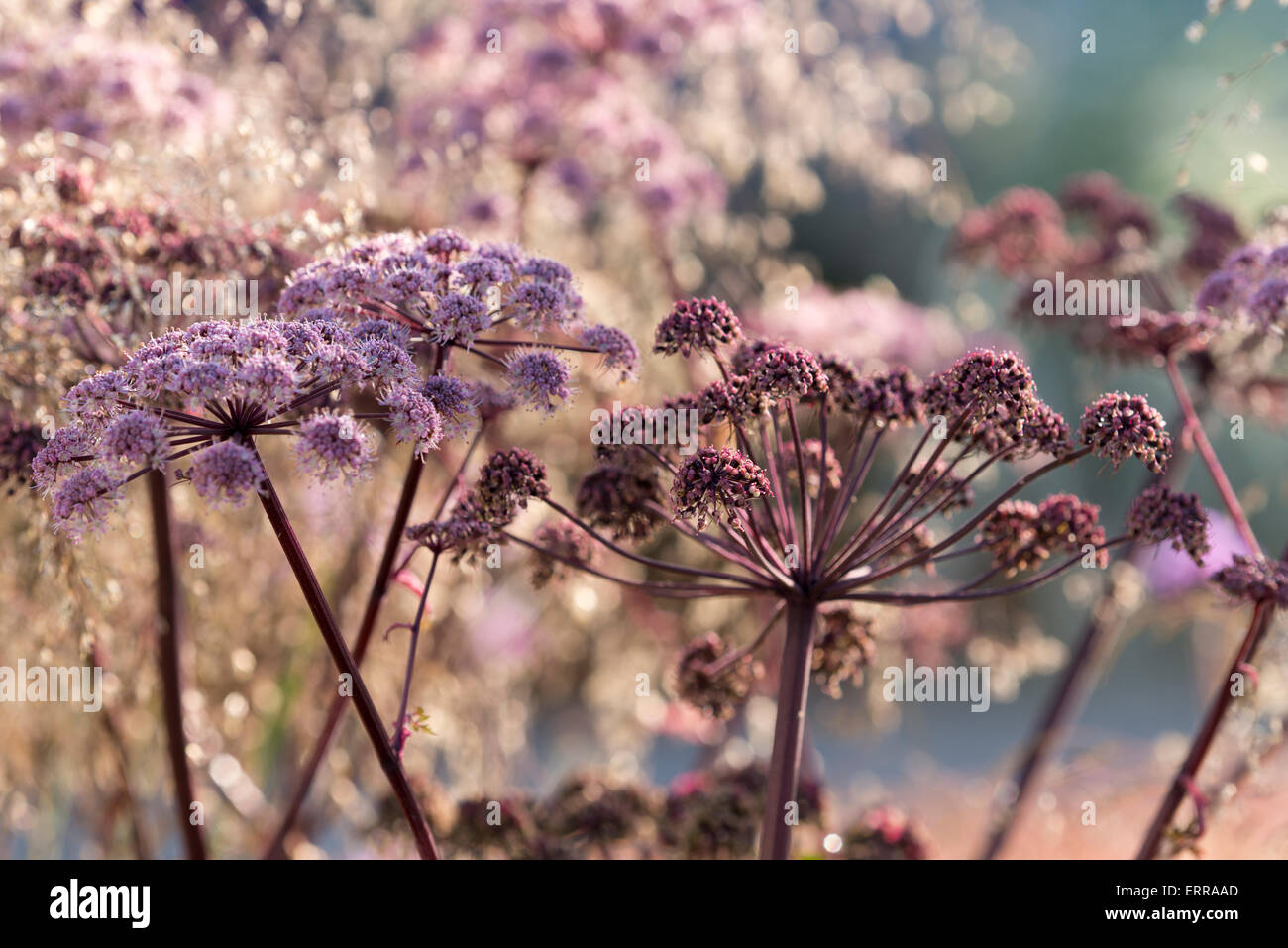 Un close-up de verbena en la Vestra riqueza Vista Jardín en el Hampton Court Flower Show 2014 en East Moseley, Surrey, Reino Unido Foto de stock