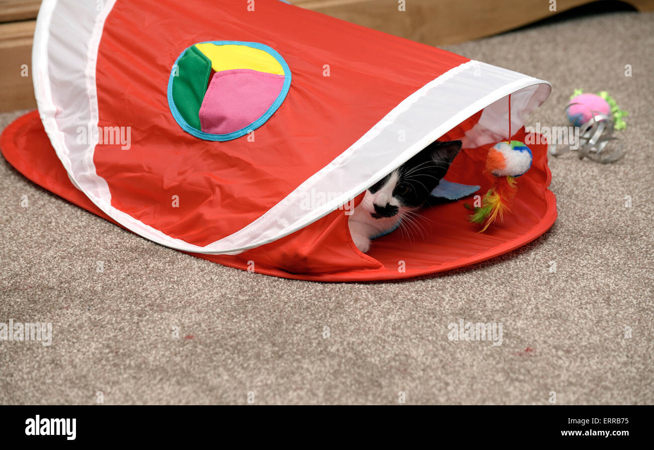 Juguetón gatito blanco y negro con juguetes y un escondite. Profundidad de campo (DOF superficial ) Foto de stock