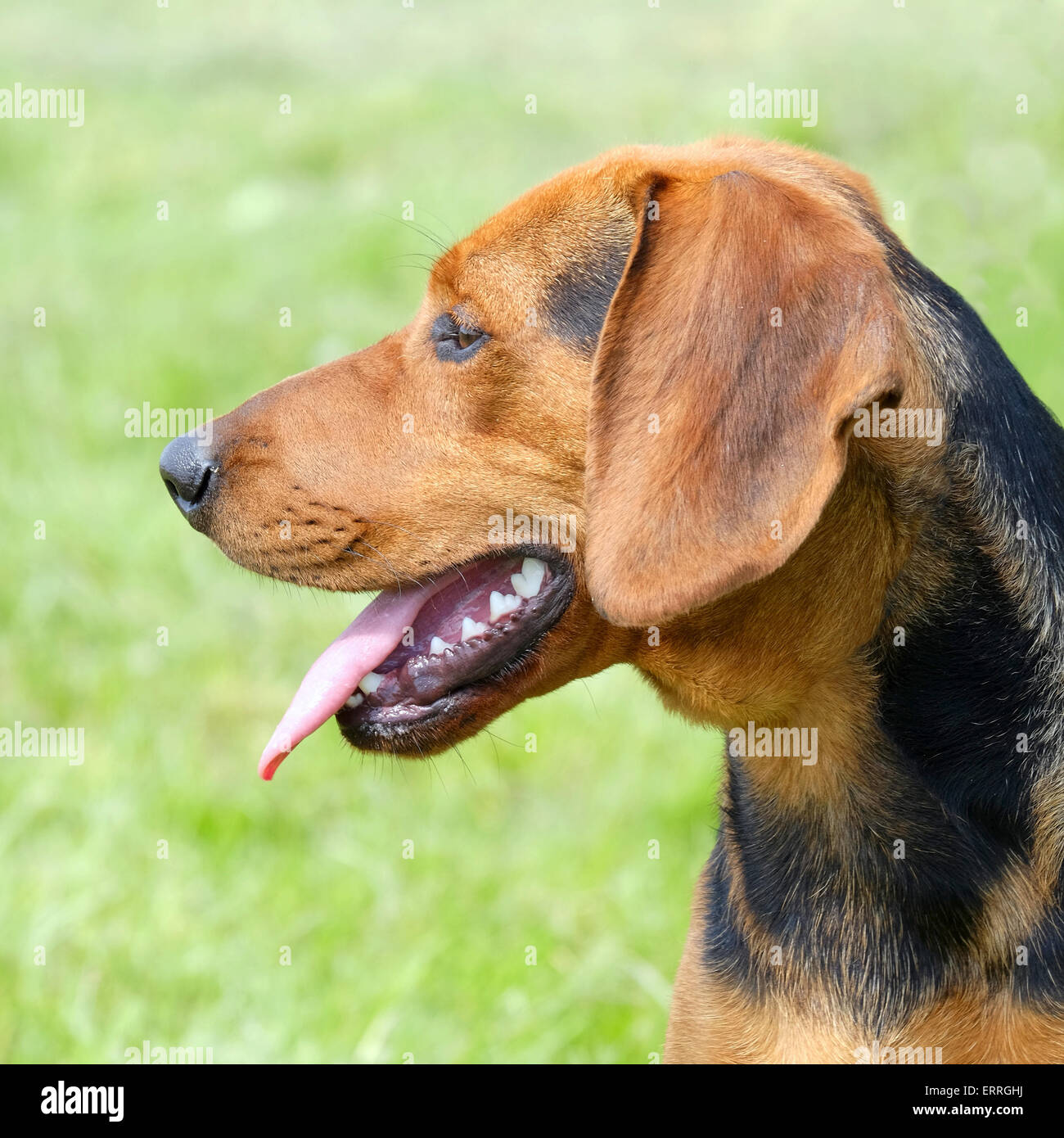 Perro serbio fotografías e imágenes de alta resolución - Alamy