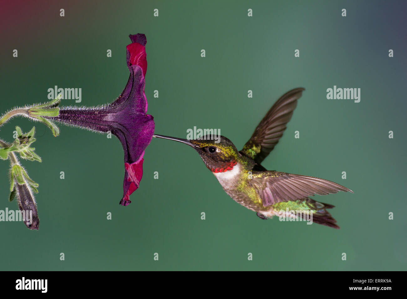 Rubí-throated hummingbird volando en una petunia flor. Foto de stock