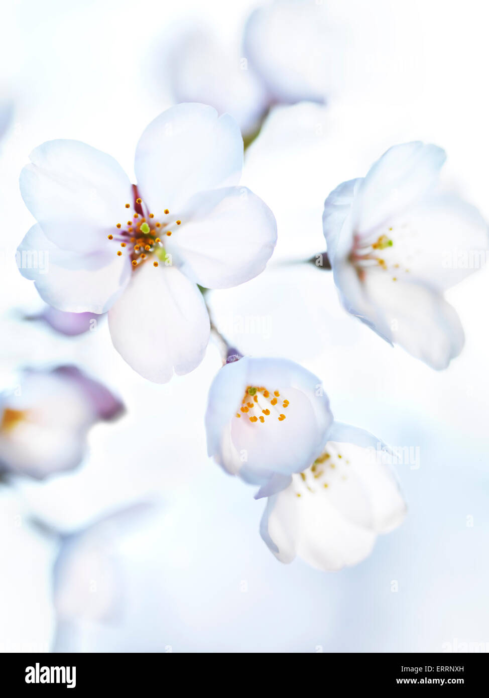Hermosas flores blancas de japonés sakura cerezos en flor en la mañana brillante luz solar Foto de stock