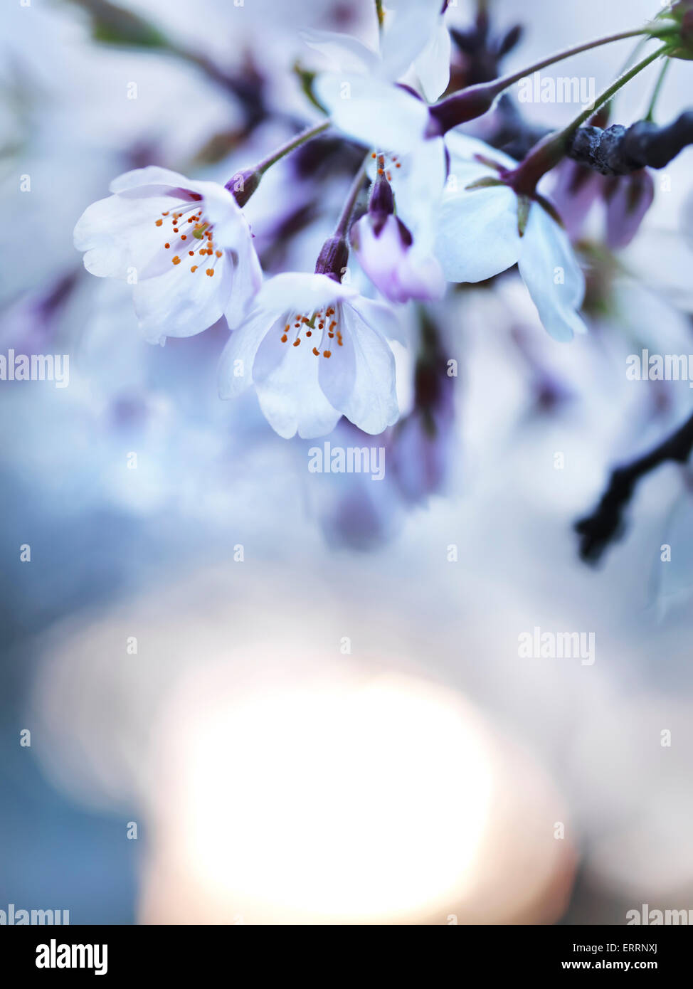 Flores de cerezo en la luz del sol de la mañana, primer plano artístico Foto de stock