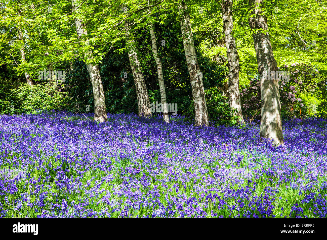 Las campánulas azules en los bosques de la finca de Bowood, en Wiltshire. Foto de stock