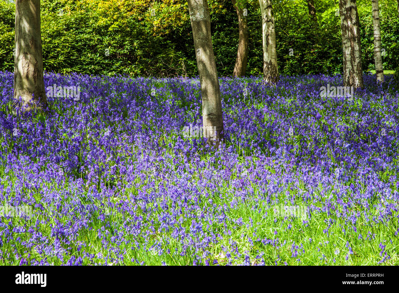 Las campánulas azules en los bosques de la finca de Bowood, en Wiltshire. Foto de stock