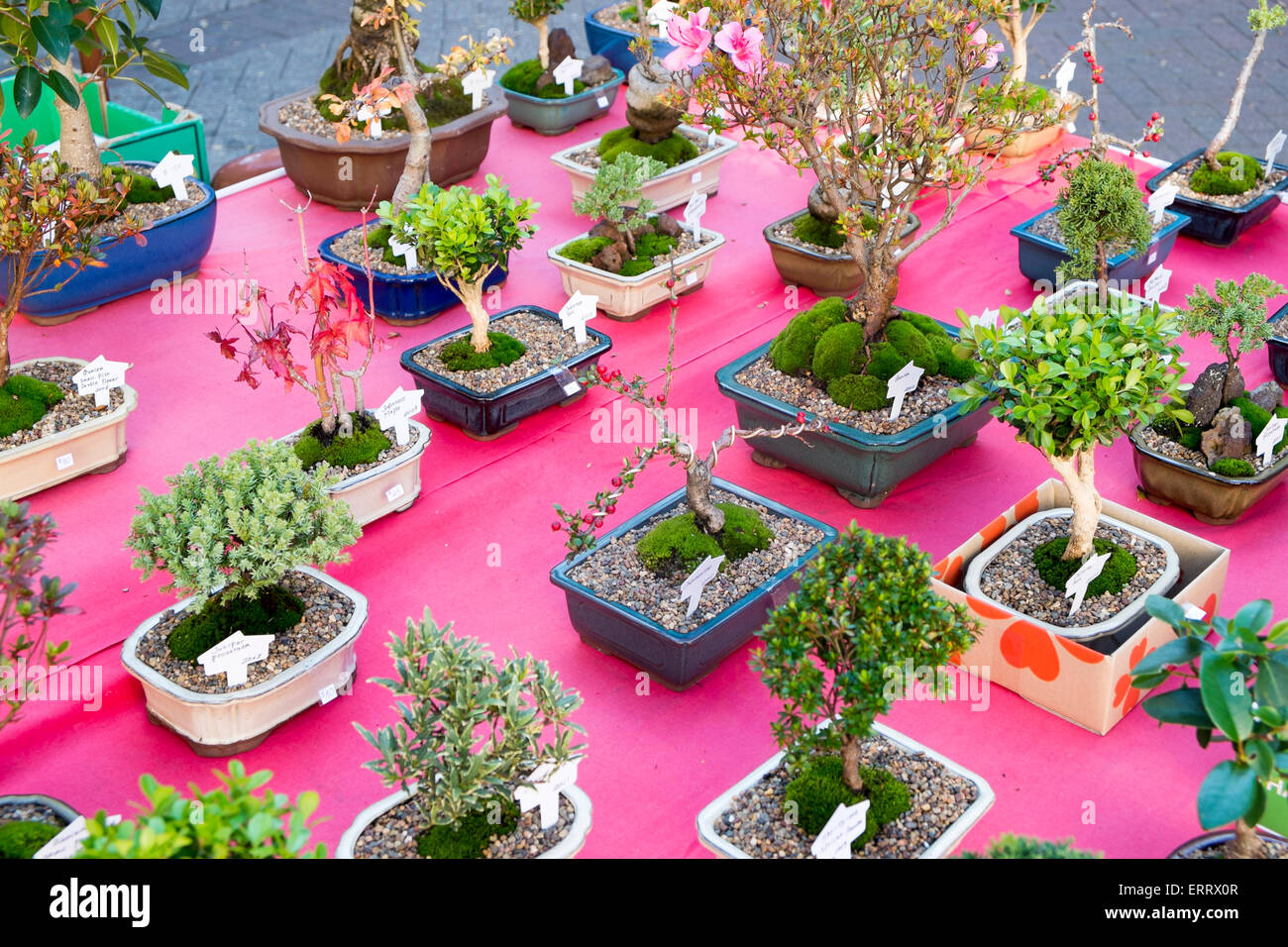 Bonsai en maceta para la venta de plantas fotografías e imágenes de alta  resolución - Alamy
