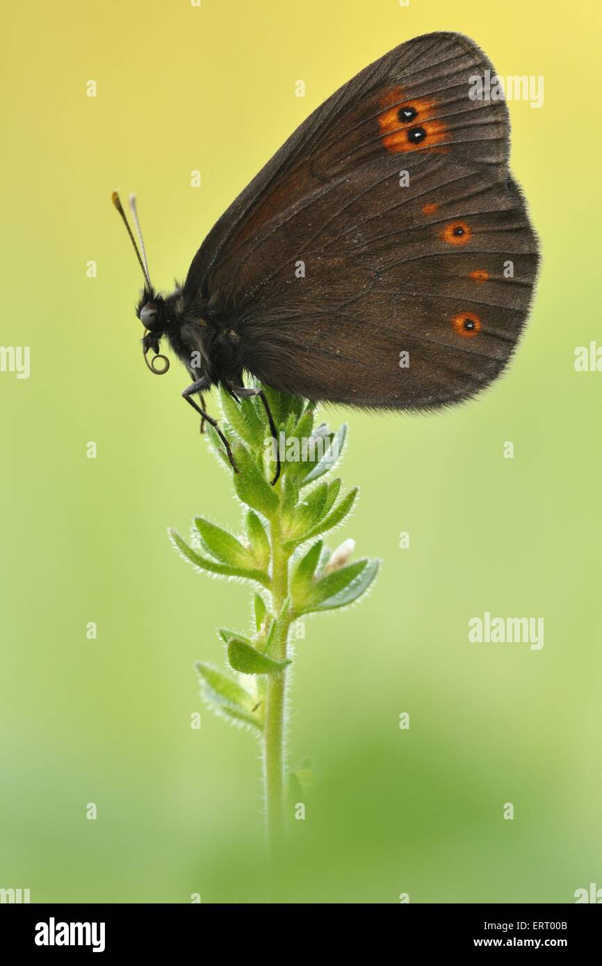 Brush-footed butterfly Foto de stock