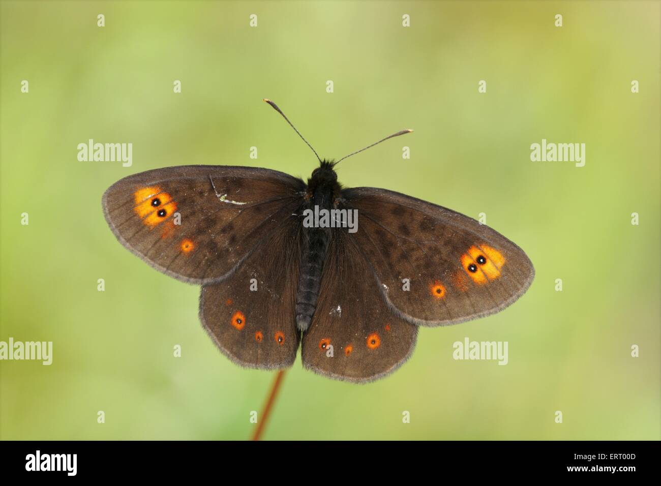 Brush-footed butterfly Foto de stock
