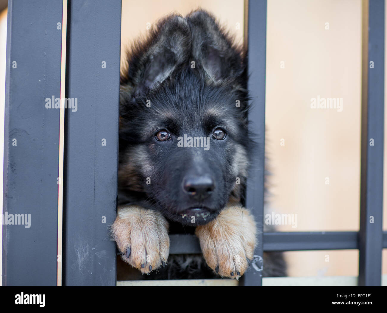Cachorro muy triste en la jaula de la vivienda Foto de stock