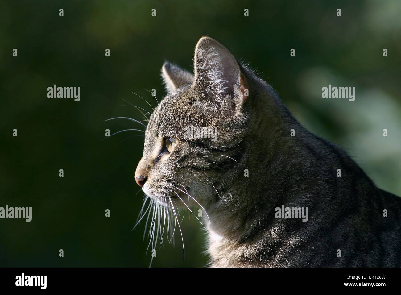 Cabeza de gato de perfil lateral fotografías e imágenes de alta ...