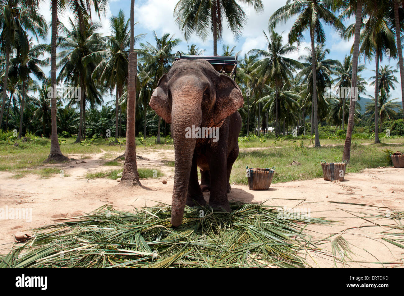 Elefante solitario con listo para llevar a los turistas de paseo espera por una hilera de palmeras en Koh Samui, Tailandia Foto de stock