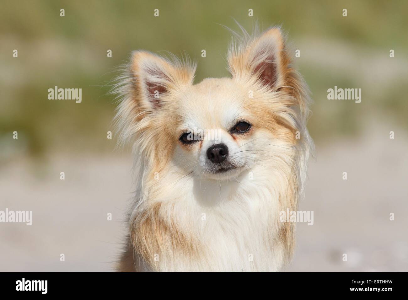 Chihuahua longhaired retrato Foto de stock