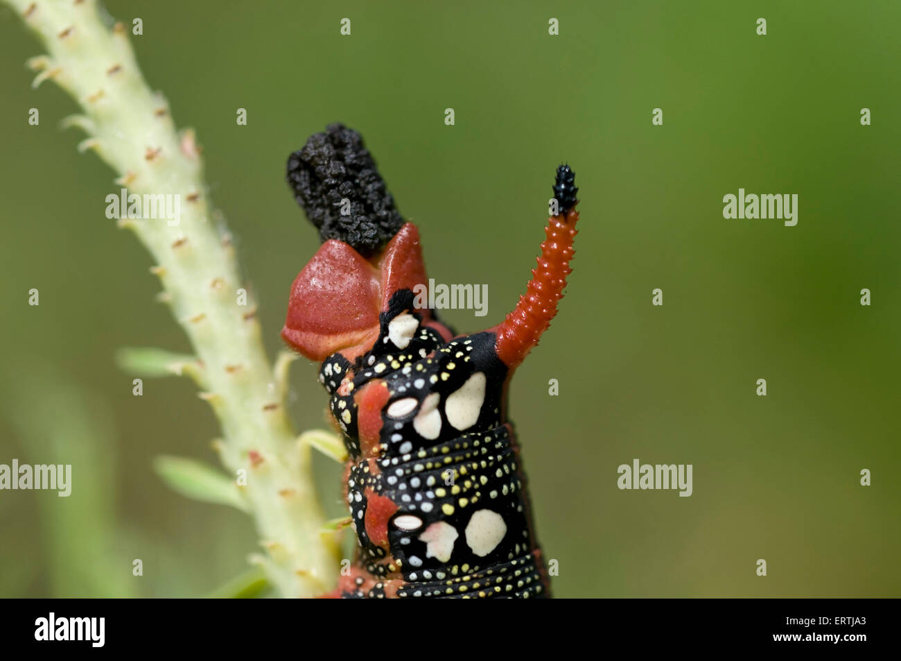 Close-up de la caterpillar expurgo hawkmoth (Hyles euphorbiae) en su planta hospedante asclepias Europa Alemania Foto de stock