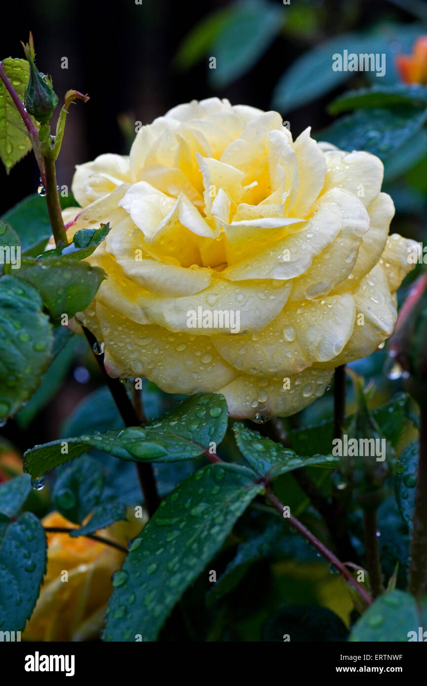 Rose 'Arthur Bell' Flor amarilla en la lluvia con gotas de lluvia Foto de stock