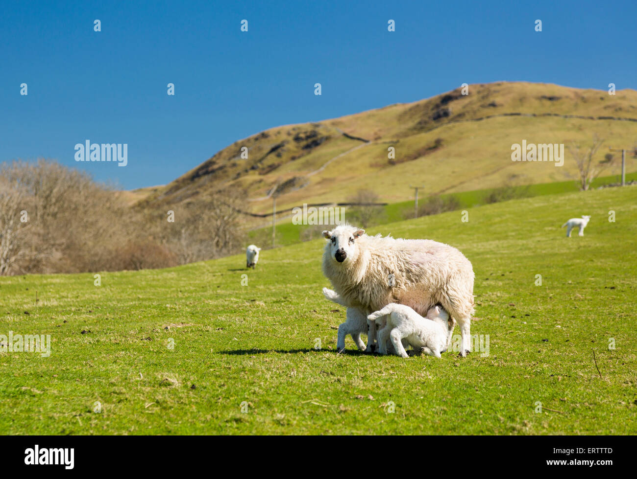 Las ovejas y corderos en un campo de un Welsh Hill Farm, Snowdonia, Gales, Reino Unido Foto de stock