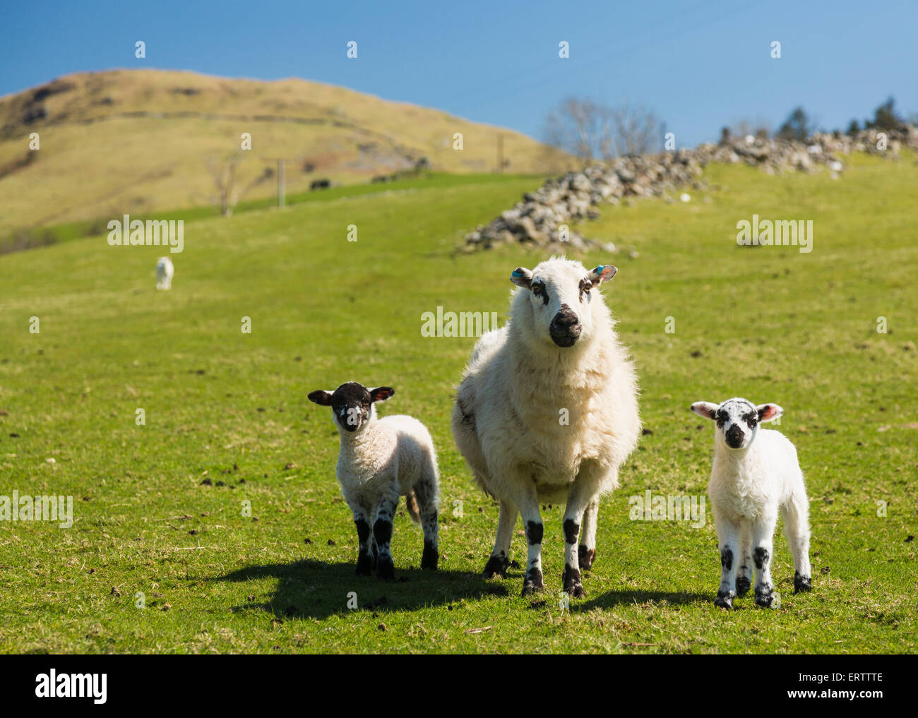 Las ovejas y corderos en un galés Hill Farm, Wales, REINO UNIDO Foto de stock