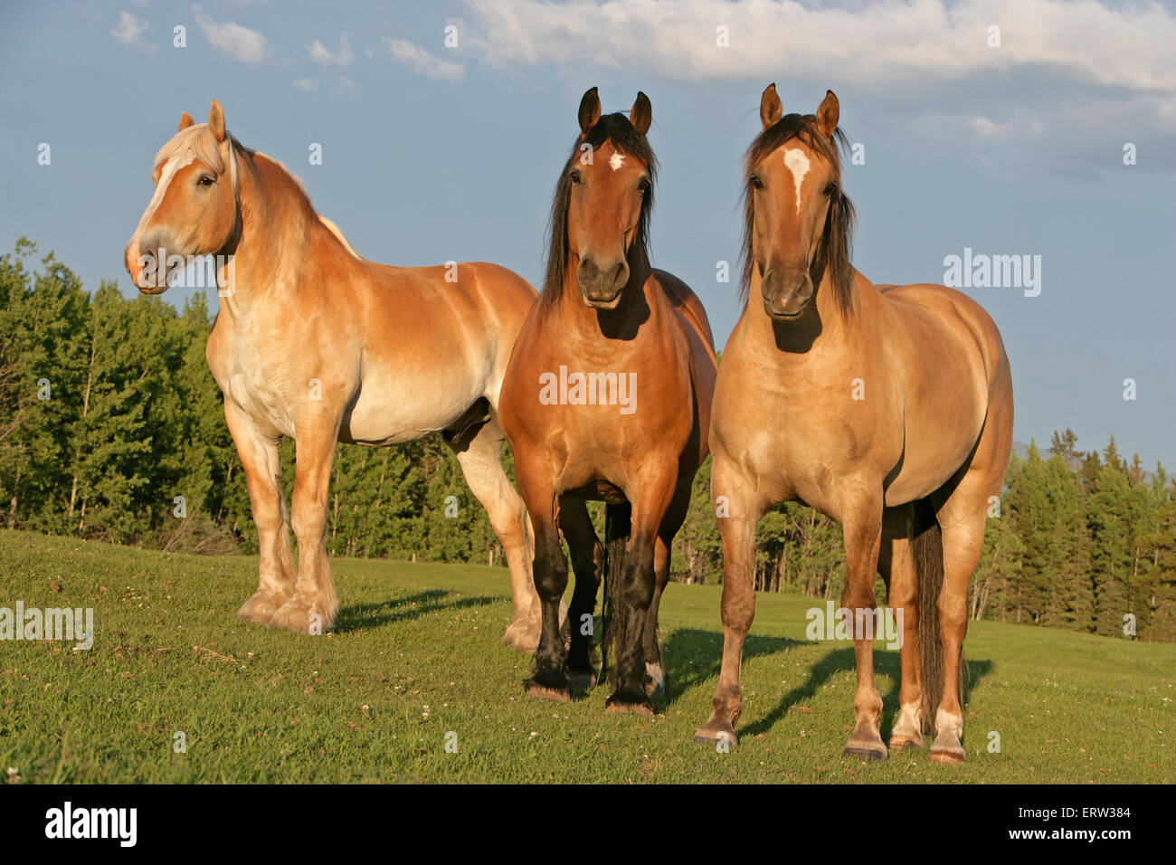 Bélgica Draft-Horses juntos en la pradera, por la noche la luz solar Foto de stock