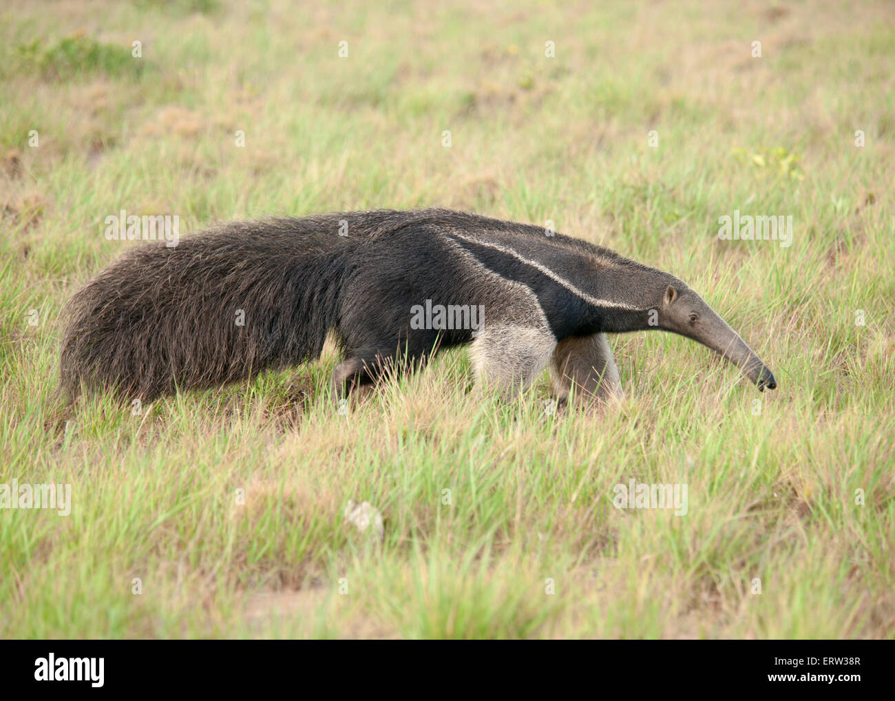 Oso hormiguero gigante en Guyana Foto de stock