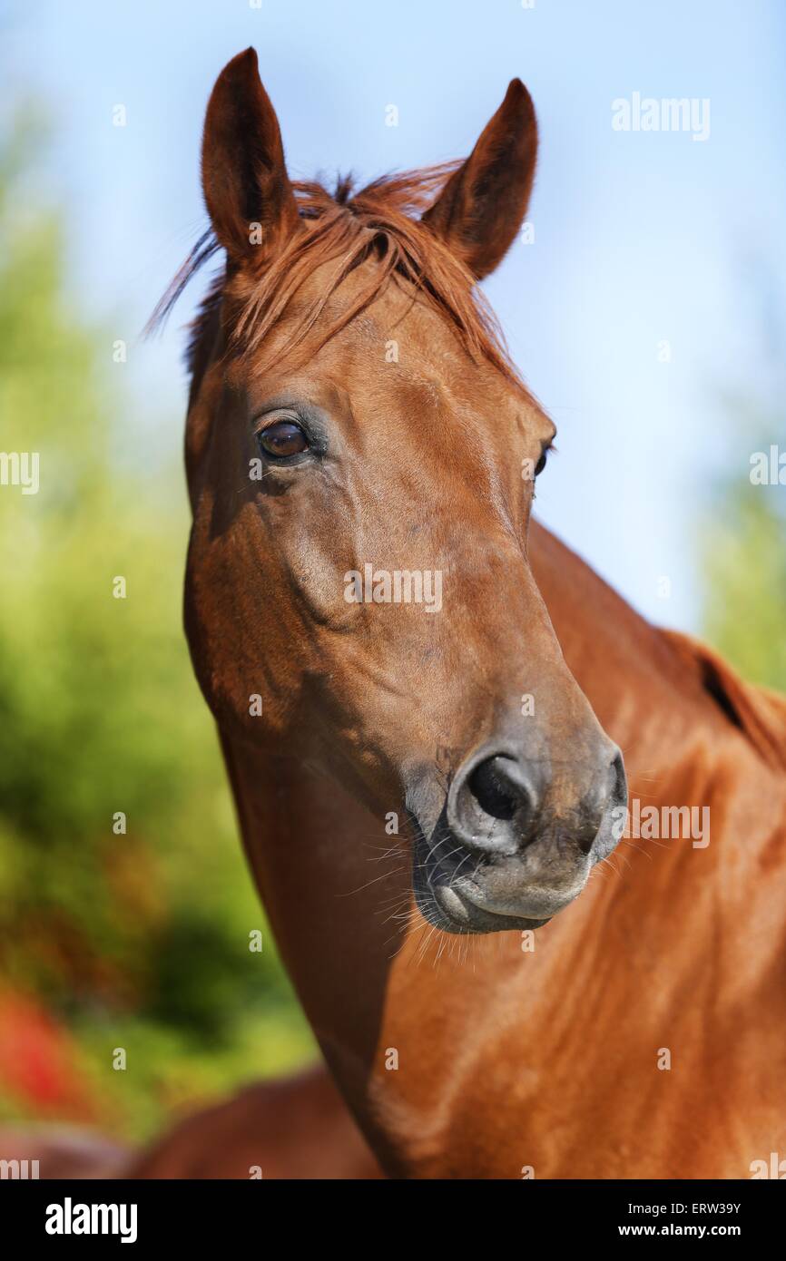 caballo Foto de stock