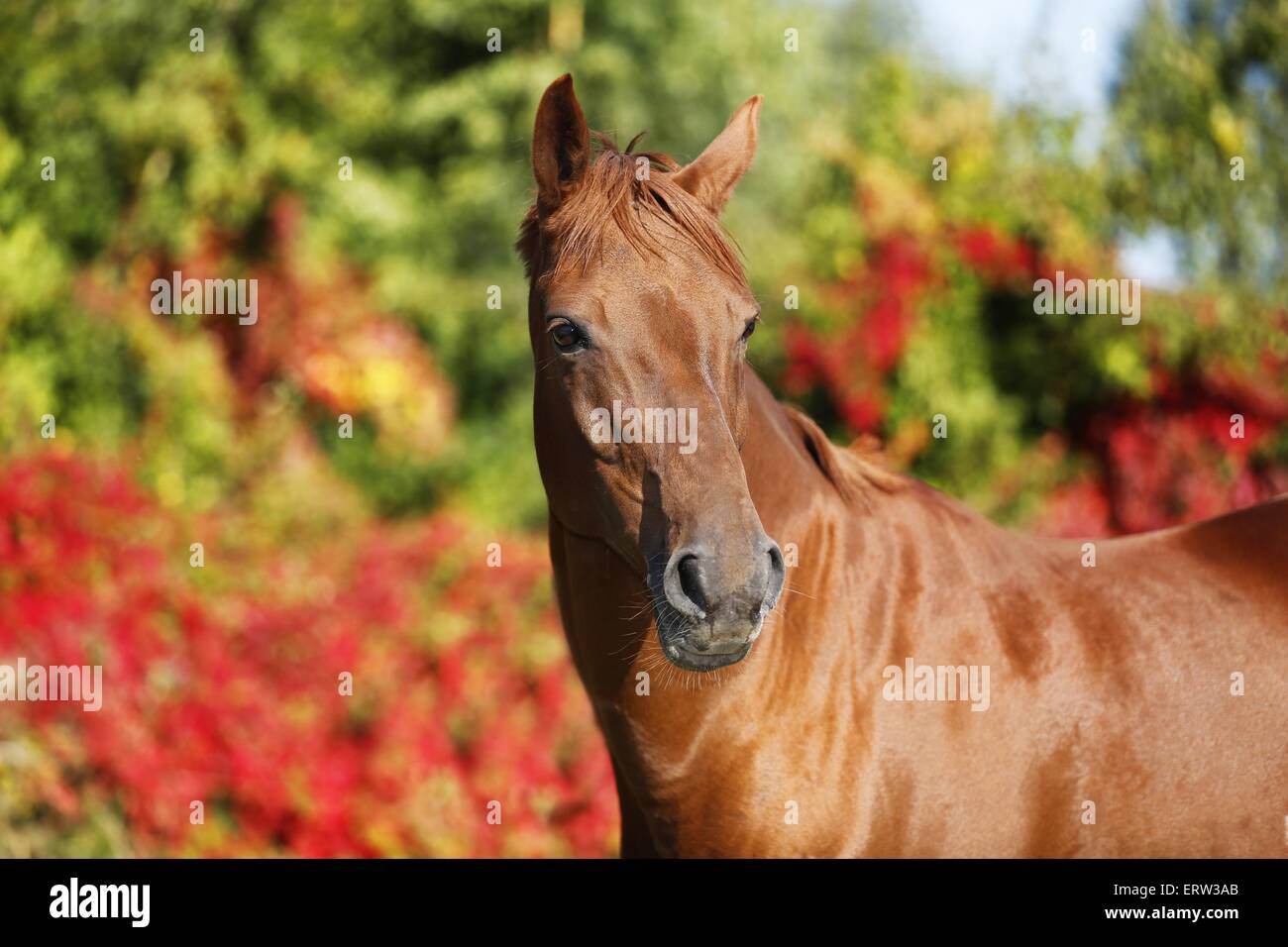 caballo Foto de stock