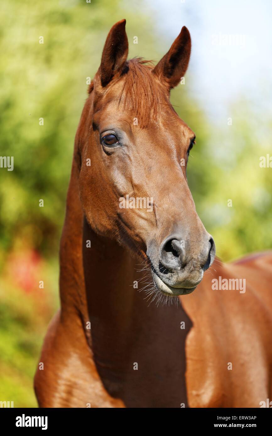 caballo Foto de stock