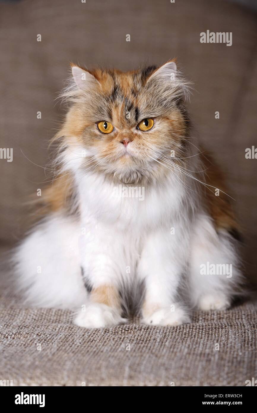 Gato calico de pelo largo fotografías e imágenes de alta resolución - Alamy