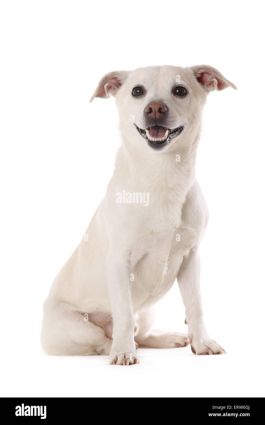 Perros de raza cruzada Imágenes recortadas de stock - Alamy