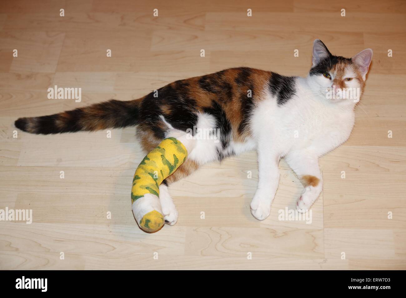 Cat con pierna rota Foto de stock