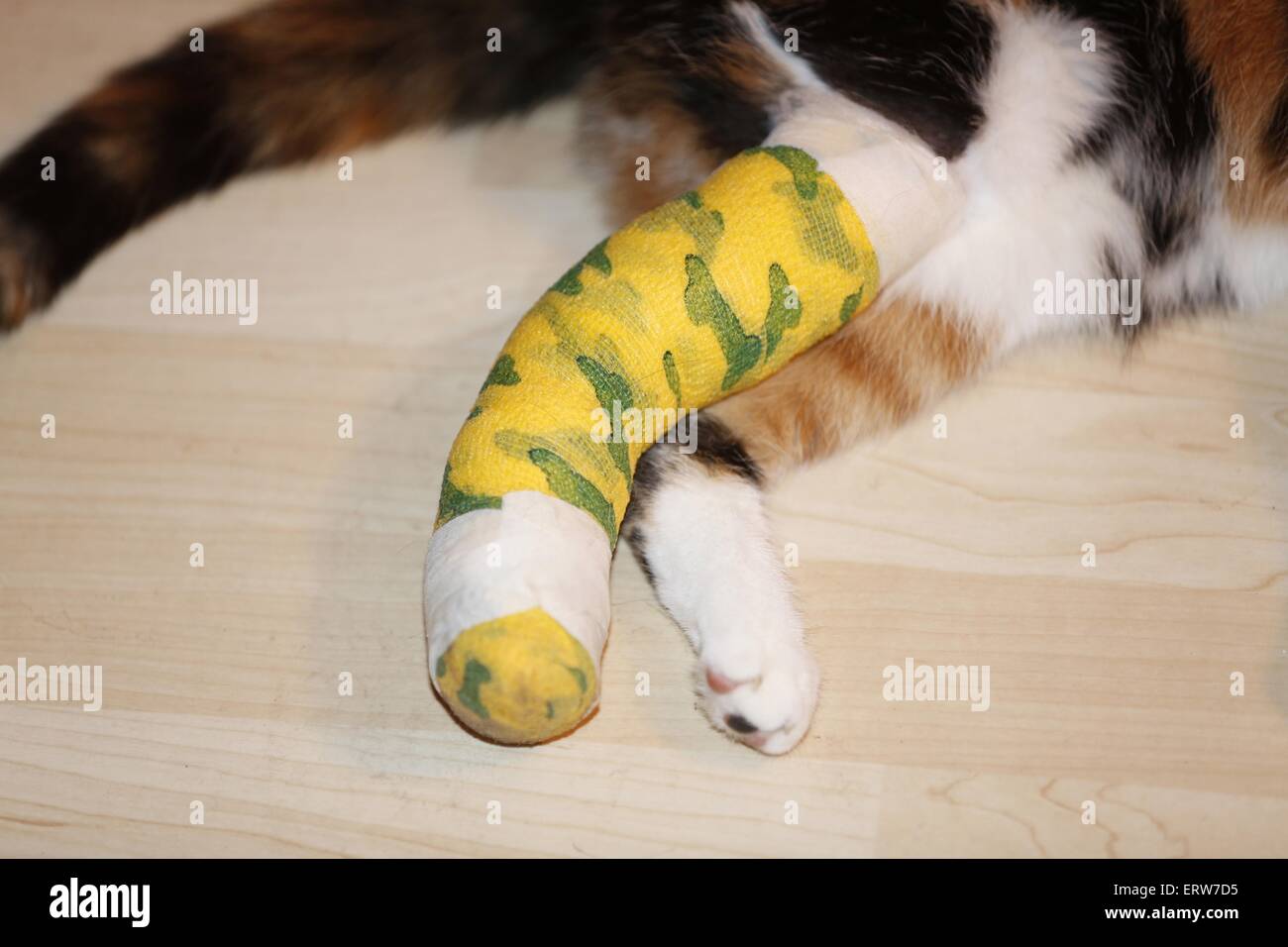 Cat con pierna rota Foto de stock