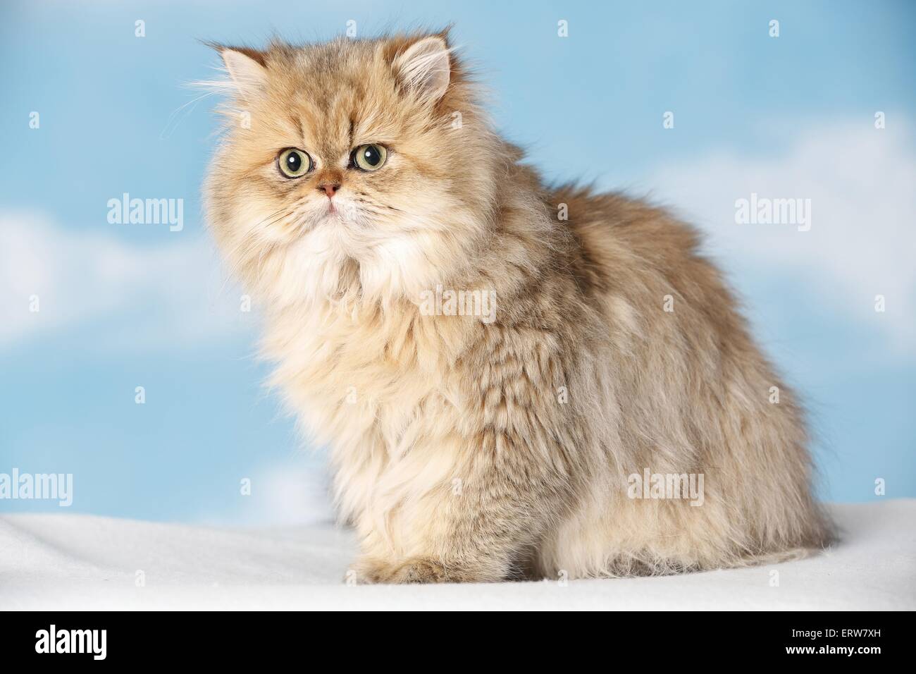 Golden-sombreado gato persa Fotografía de stock - Alamy