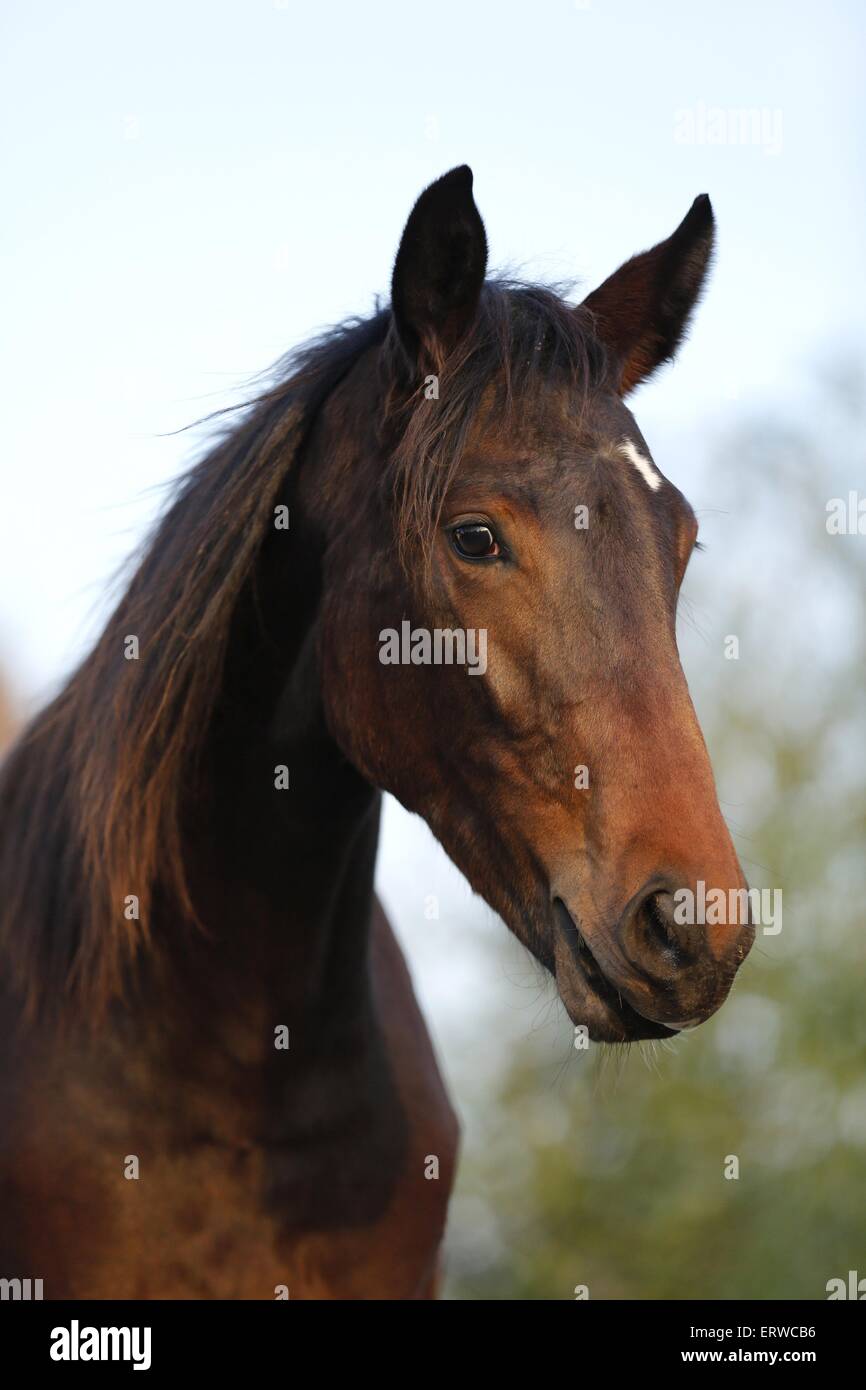 El joven alemán Sport Horse Foto de stock