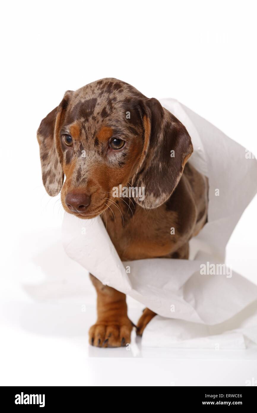 Perro salchicha cachorro Fotografía de stock - Alamy