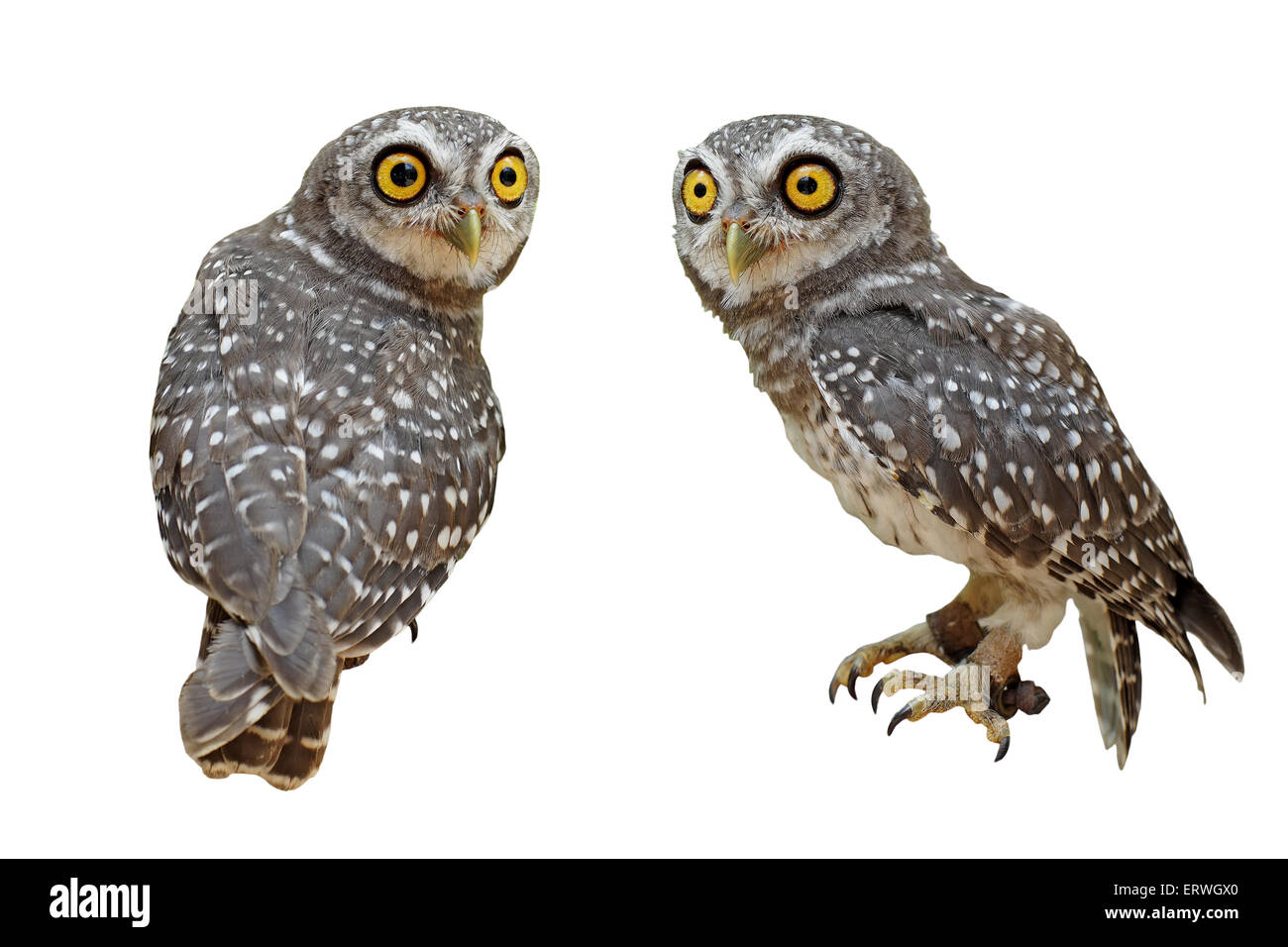 Owlet manchada o athene brama bird aislado sobre fondo blanco. Foto de stock