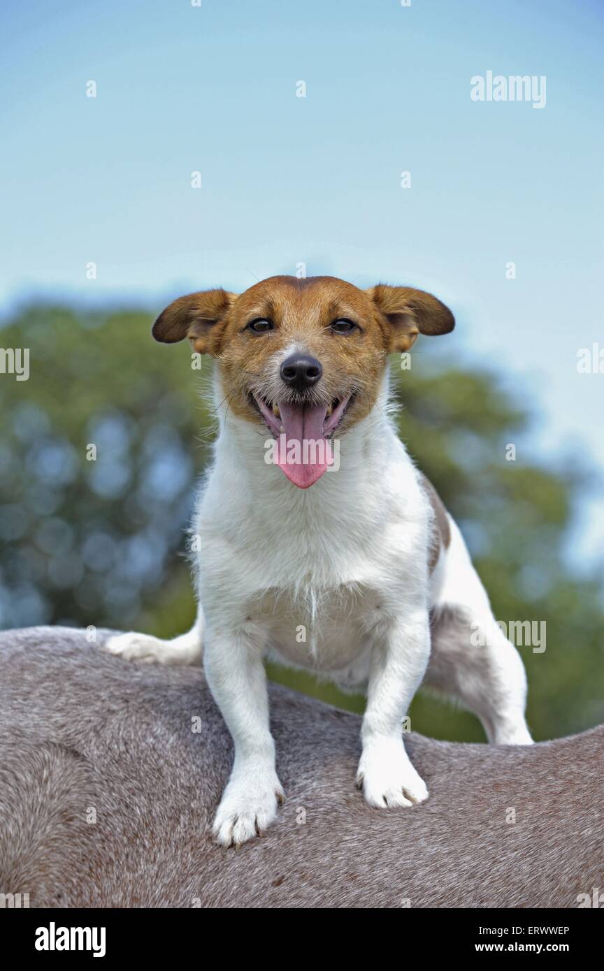 Jack Russell Terrier Foto de stock