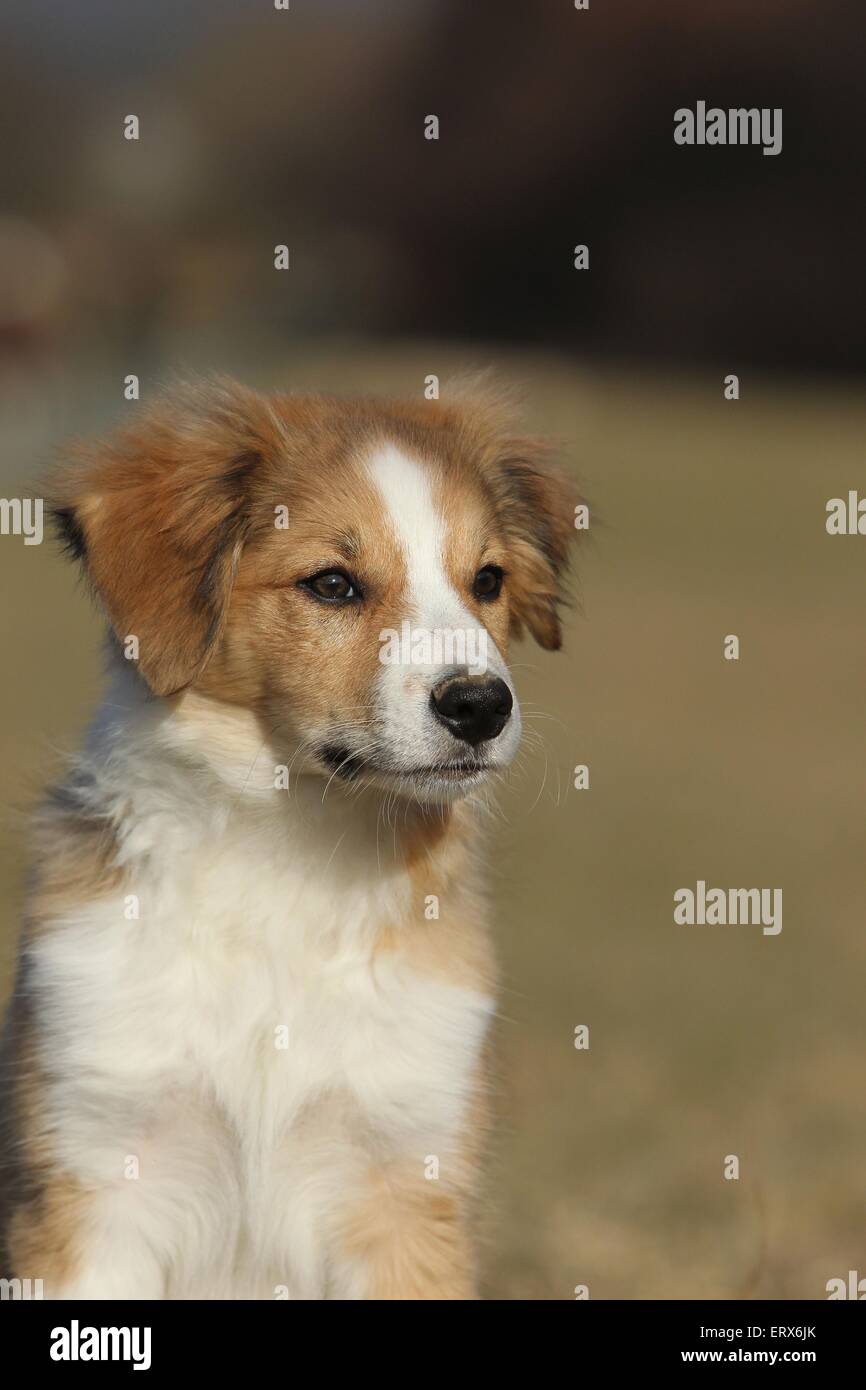 cachorros con sables de luz