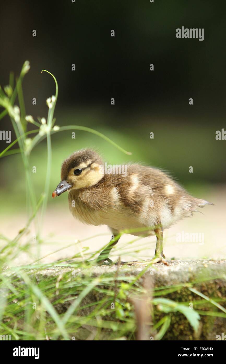 Los Jovenes Pato Mandarin Fotografia De Stock Alamy