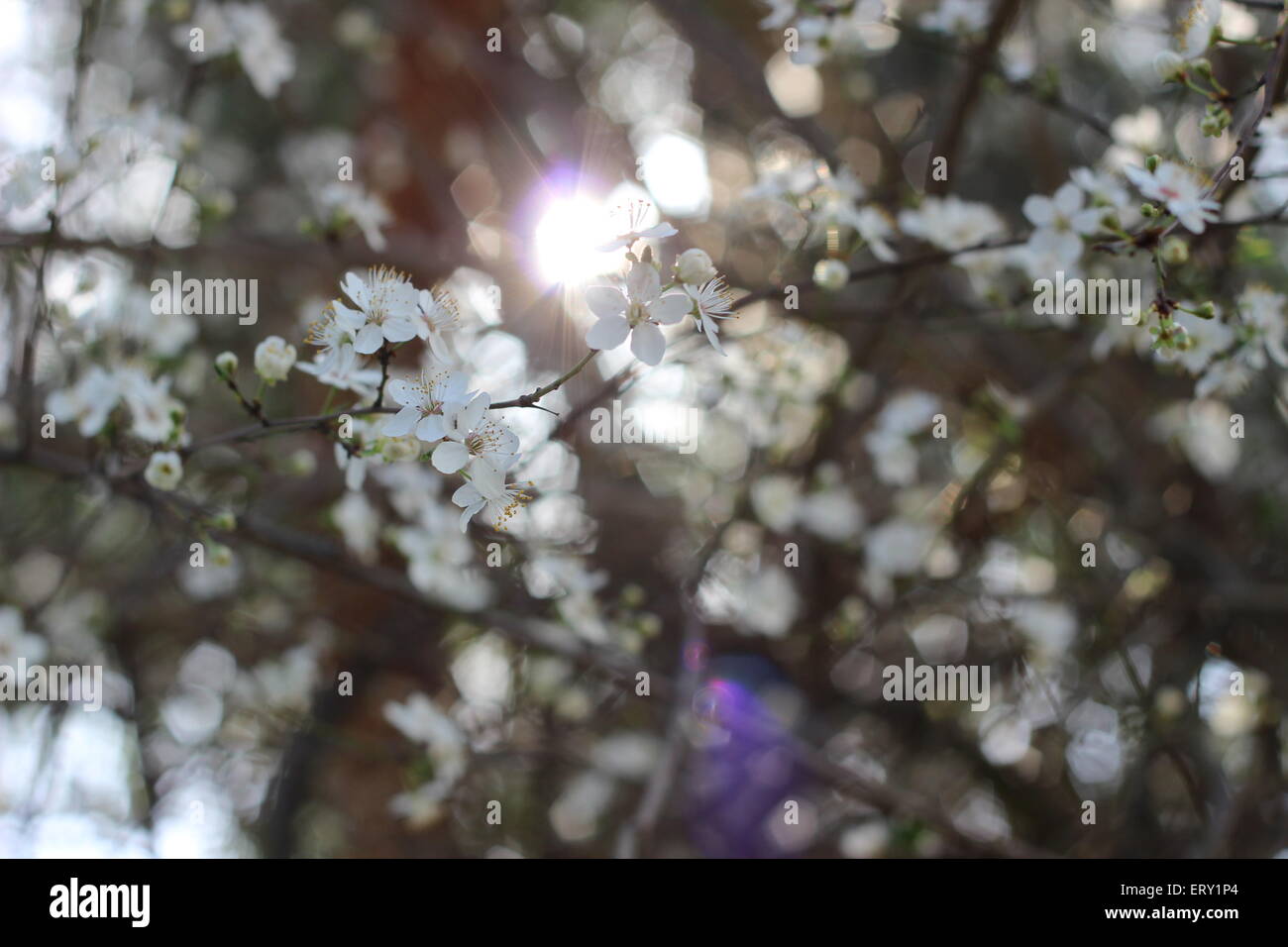 Flores blancas llegar al sol del verano. Foto de stock