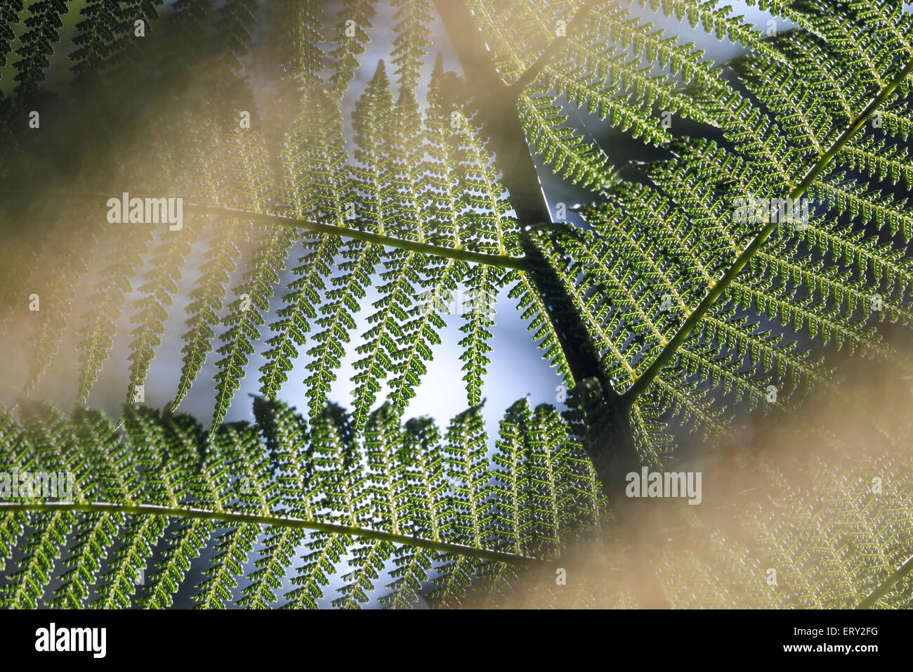 Close-up de un helecho fronda en Kells en Cahersiveen Bay Gardens, en el condado de Kerry, Irlanda Foto de stock
