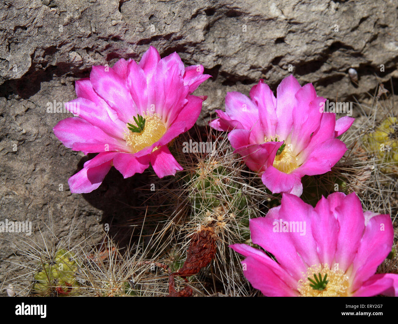 Cactus, Echinopsis atacamensis pasacana sp., Cactaceae. Bolivia y Argentina, Sudamérica. Foto de stock