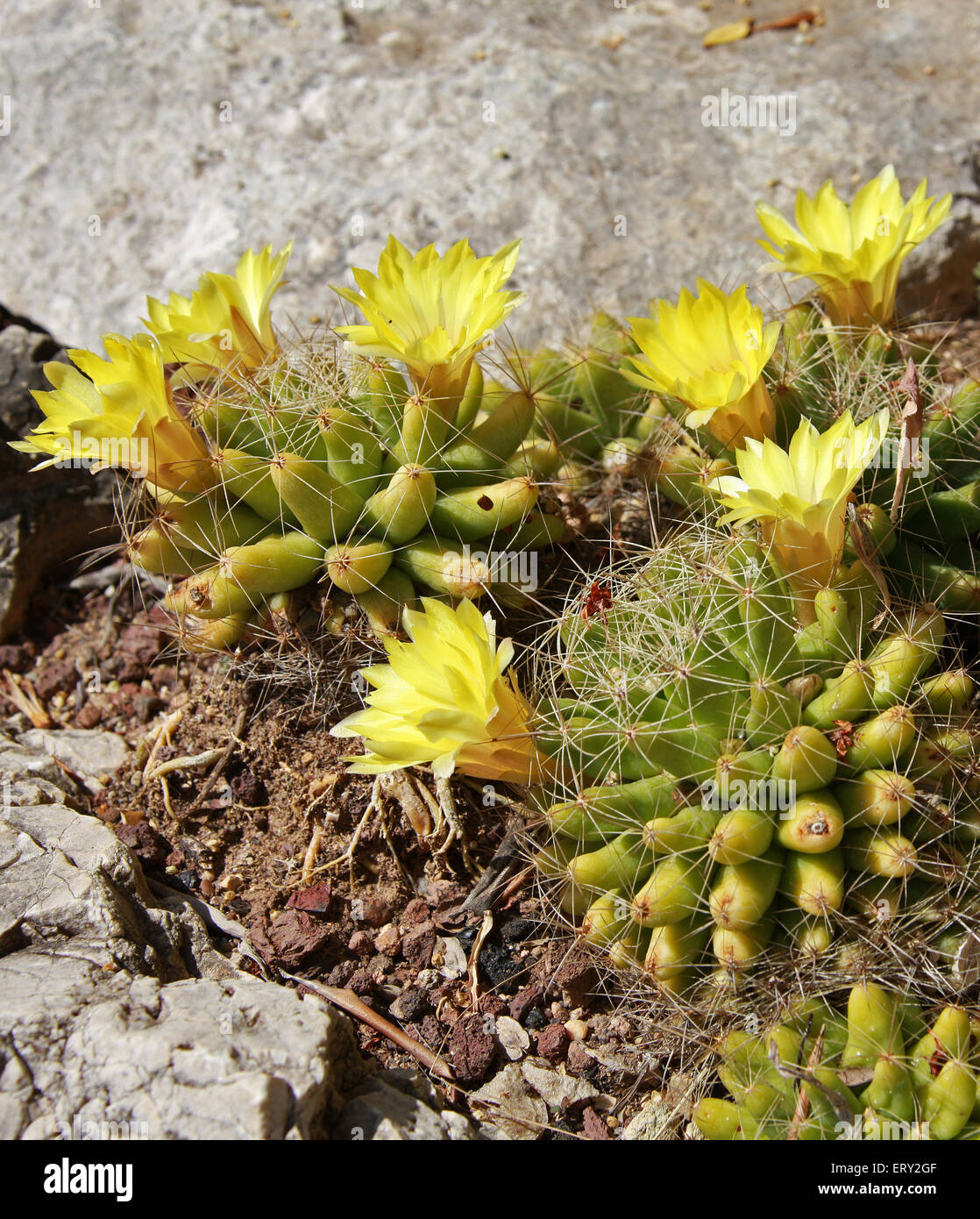 Cactus Mammillaria longimamma, Cactaceae. Foto de stock