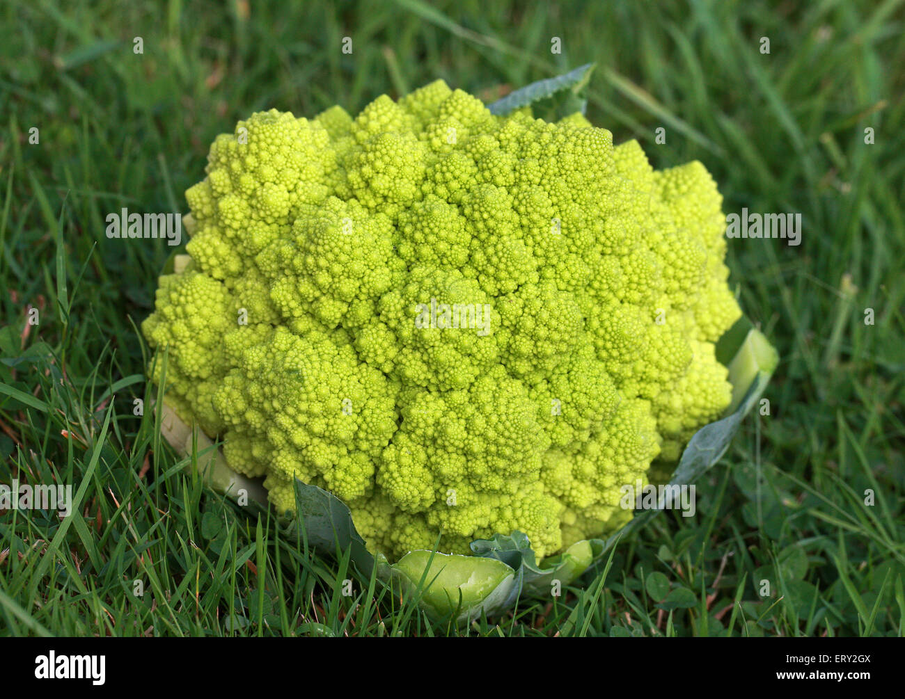 Romanesco, románica, coliflor o brócoli Romanesco, Brassica oleracea, Brassicaceae. Foto de stock